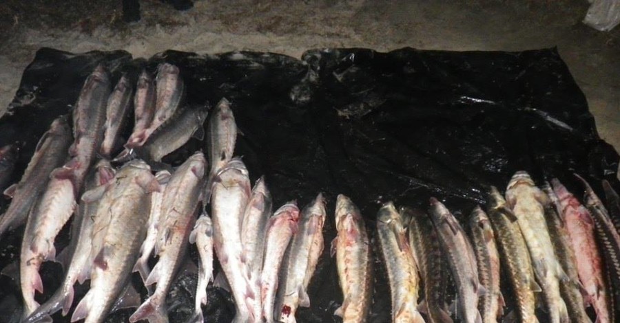 Бердянские браконьеры наловили рыбы почти на полтора миллиона гривен