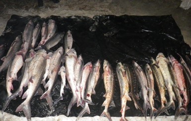 Бердянские браконьеры наловили рыбы почти на полтора миллиона гривен