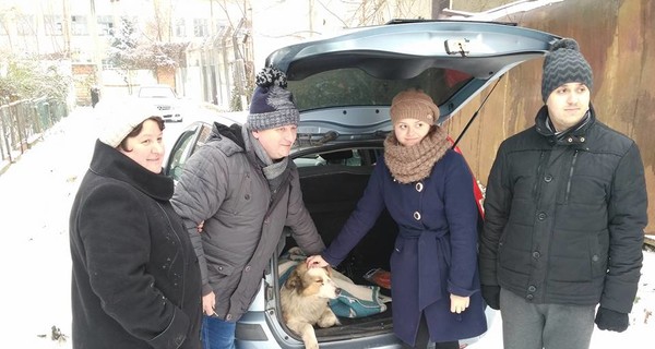 В Закарпатье собакам, которые два дня спасали друг друга на рельсах, нашли хозяев