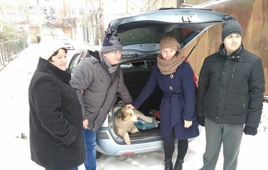 В Закарпатье собакам, которые два дня спасали друг друга на рельсах, нашли хозяев