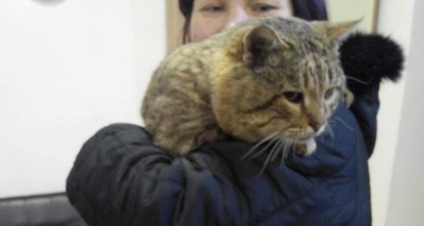 В Черновцах самого жирного бездомного кота 