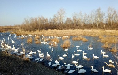 Лебеди на Буковине погибли из-за птичьего гриппа