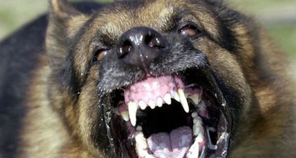В Херсонской области собаки загрызли мужчину