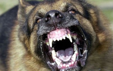 В Херсонской области собаки загрызли мужчину