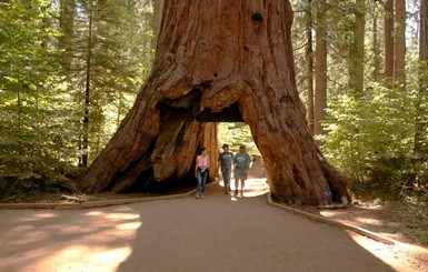В США рухнуло знаменитое тысячелетнее дерево-гигант