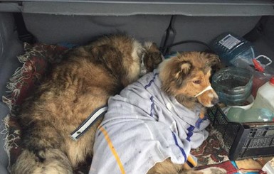 Закарпатские собаки, два дня охранявшие друг друга на рельсах, идут на поправку