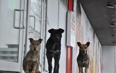В центре Одессы стая собак терроризирует прохожих