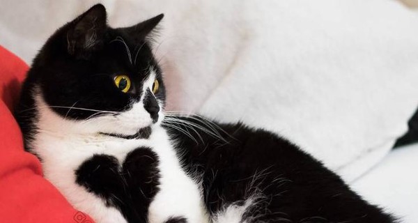 В Сети стала популярна кошка, которая носит сердце снаружи