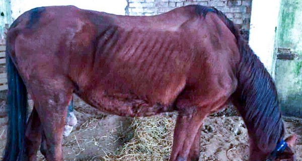 На Днепропетровщине бьют тревогу: породистые лошади умирают от голода
