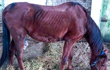 На Днепропетровщине бьют тревогу: породистые лошади умирают от голода
