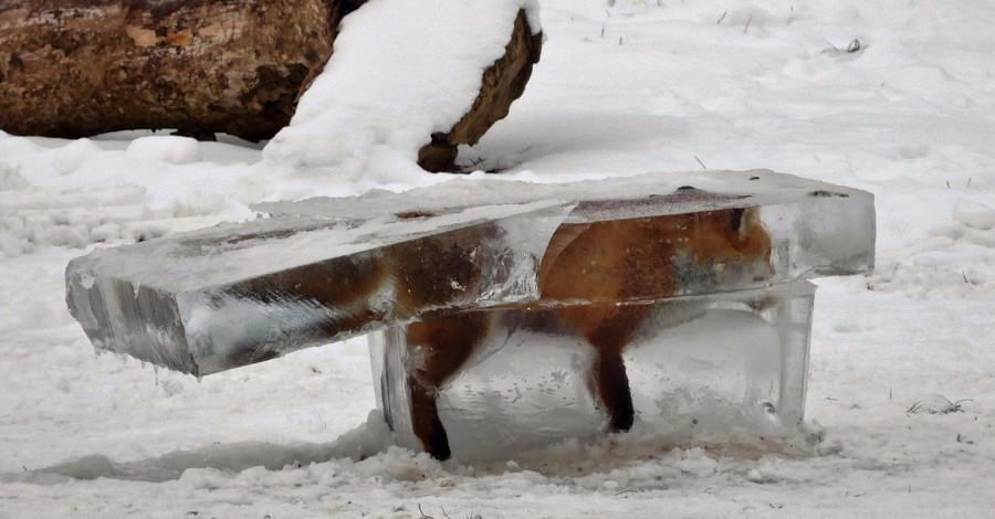 В Сети спорят, где были сделаны кадры превратившейся в лед лисы