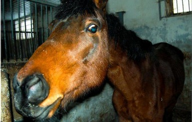 Умирающих от голода лошадей перевезли в Днепр
