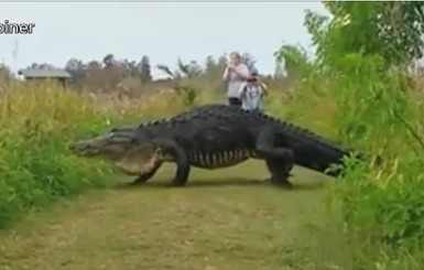 В США гигантский аллигатор перешел дорогу туристам