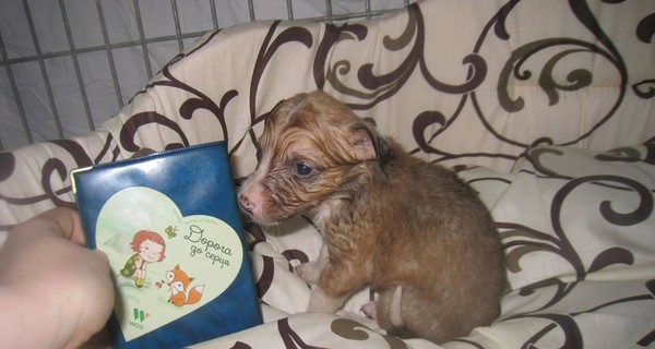 В Запорожье спасли щенков от  моряка-собакоеда