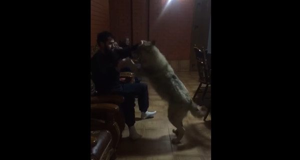 Житель Чечни приручил дикого волка