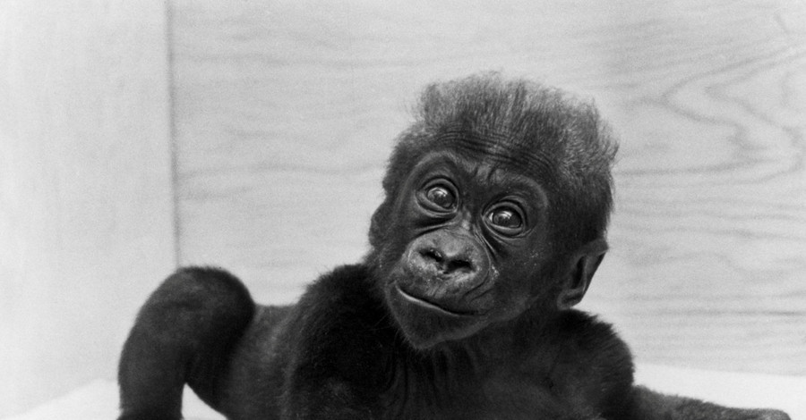 В США ушла из жизни старейшая в мире горилла