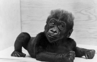 В США ушла из жизни старейшая в мире горилла