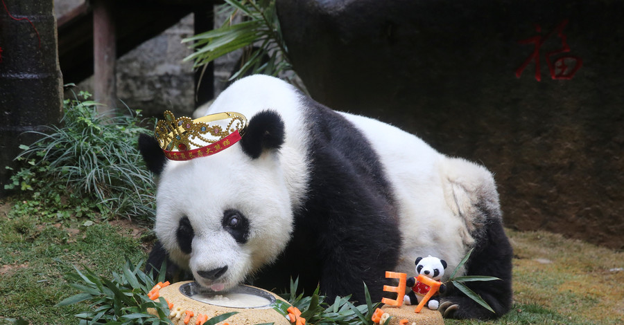 Старейшая в мире панда отпраздновала день рождения с тортом и подарками