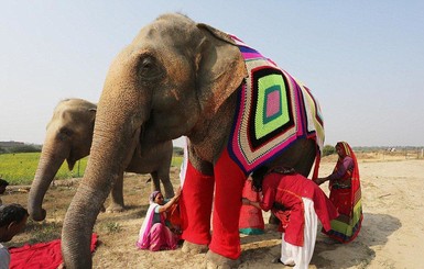 В Индии слонов переодели в пижамы, чтоб не мерзли