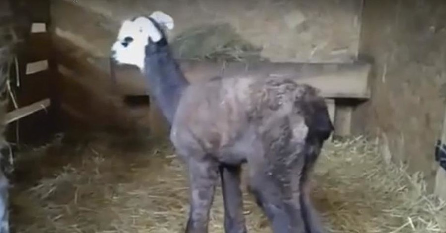 В Бердянском зоопарке родилась любознательная лама