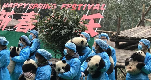 Двадцать три умилительные панды поздравили китайцев с Новым годом
