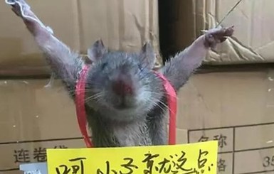 Китайцы публично распяли крысу за воровство риса 