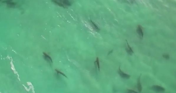 У побережья Израиля неожиданно появились десятки акул
