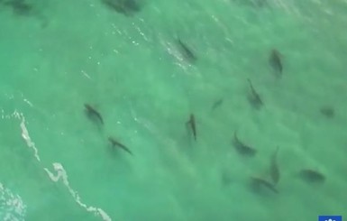 У побережья Израиля неожиданно появились десятки акул