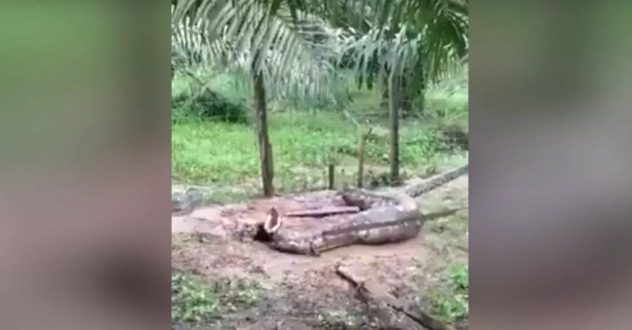 В Малайзии гигантский питон объелся так, что не смог шевелиться