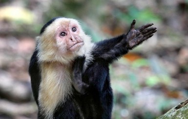 Из–за системы Prozorro дети в Сумах чуть не остались без обезьяны