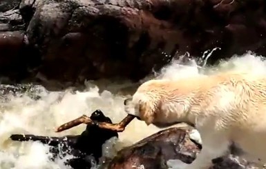 Пес спас собаку от гибели в реке с помощью палки