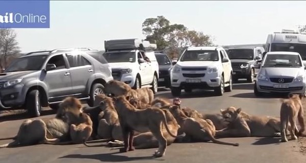 В Африке 18 львов вызвали пробку на дороге