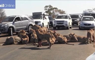 В Африке 18 львов вызвали пробку на дороге