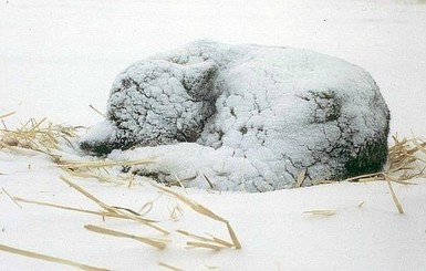 Шестиклассник из Херсона спас вмерзшего в лед щенка