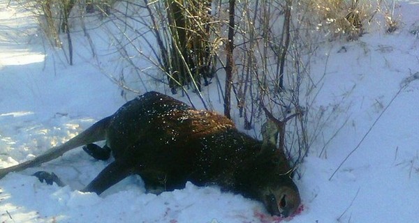 Свидетель расстрела лосей на Черниговщине: 