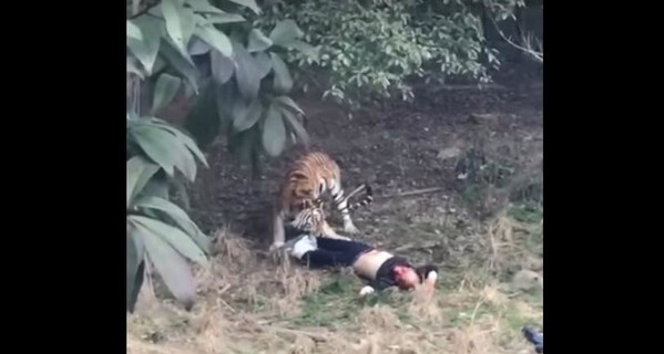 В китайском зоопарке тигр загрыз посетителя