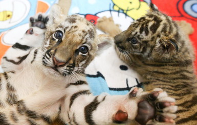 В таиландском зоопарке показали новорожденных тигрят