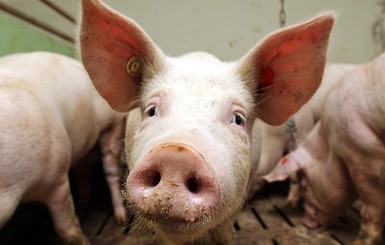Беларусь отказалась от свинины из Донбасса