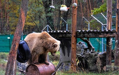 Украинских медведей учат плавать и добывать еду