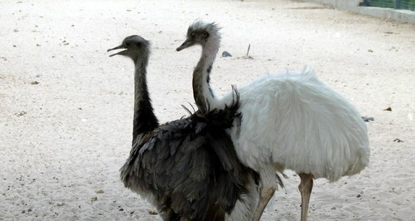 В Межигорье резко возросло поголовье страусов