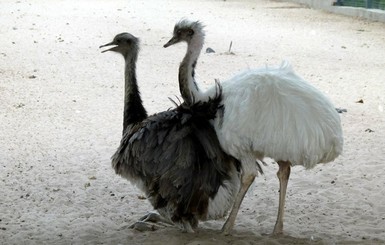 В Межигорье резко возросло поголовье страусов