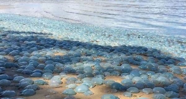 В Австралии на берег выбросило тысячи голубых медуз