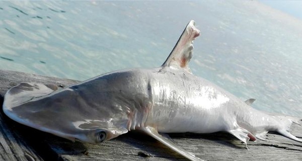 Американские ученые обнаружили новый вид акулы-молота