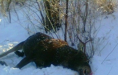 В Украине запретили лосиную охоту на четверть века 