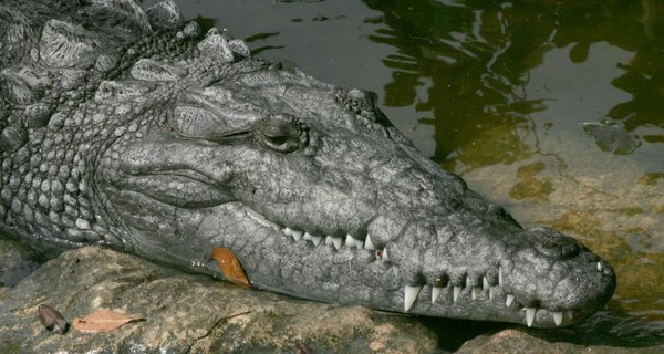 В Китае археологи нашли останки древних крокодилов
