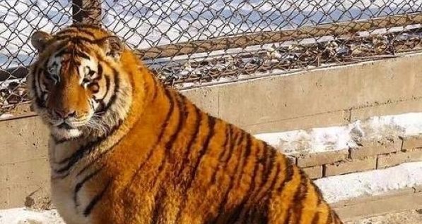  В китайском зоопарке растолстели тигры
