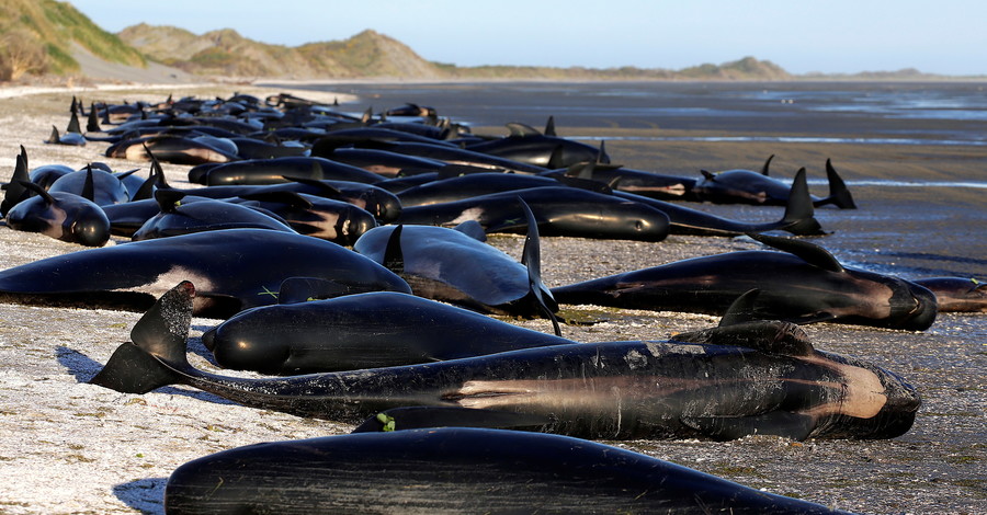 Появилось видео, как новозеландское побережье стало кладбищем китов