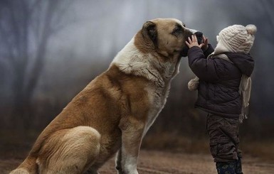 В Алтайском крае собака спасла ребенка от холодной смерти 