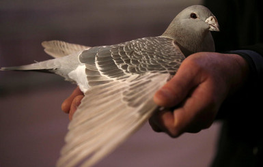 В Индии пойман шпионский голубь