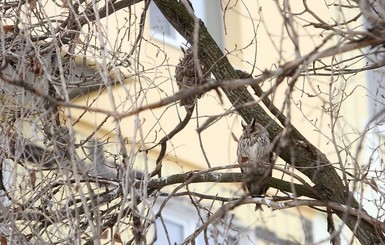 В Днепре на дереве поселились два десятка ушастых сов